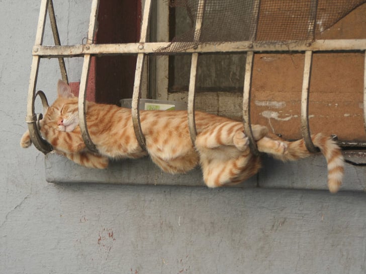 Illustration de l'article : Ces 20 photos de chats endormis sont le remède ultime contre la tristesse 