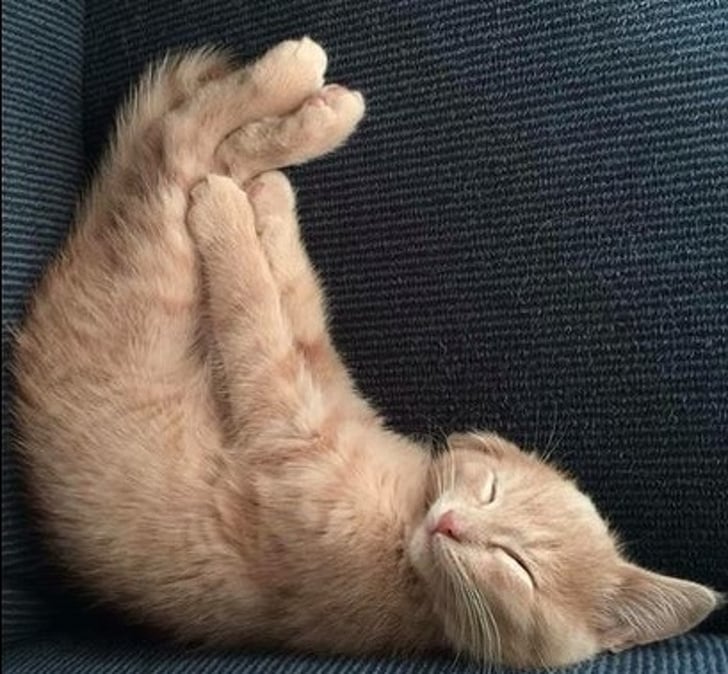 Illustration de l'article : Ces 20 photos de chats endormis sont le remède ultime contre la tristesse 