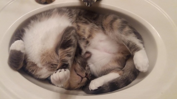 Illustration de l'article : Ces 20 photos de chats endormis sont le remède ultime contre la tristesse 