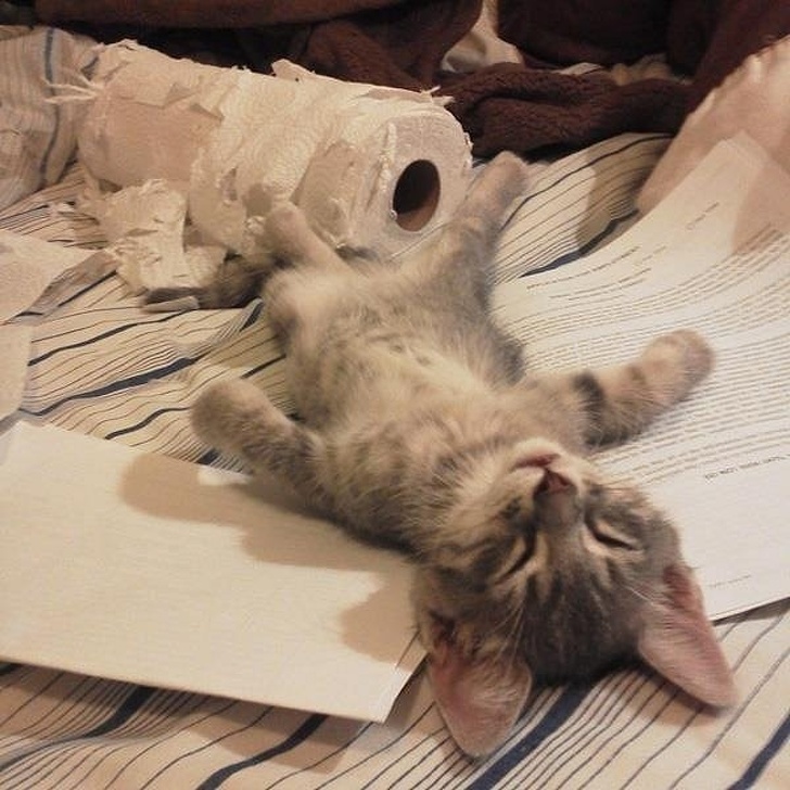 Illustration de l'article : Ces 20 photos de chats endormis sont le remède ultime contre la tristesse 