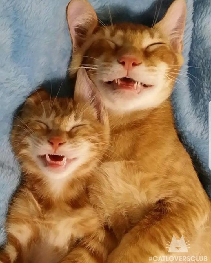 Illustration de l'article : Ces 20 photos de chats endormis sont le remède ultime contre la tristesse 