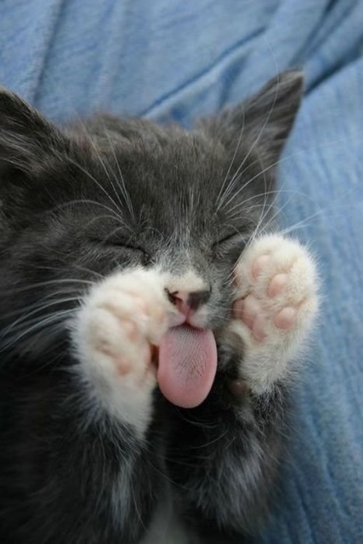Illustration de l'article : Ces 20 photos de chats endormis sont le remède ultime contre la tristesse 