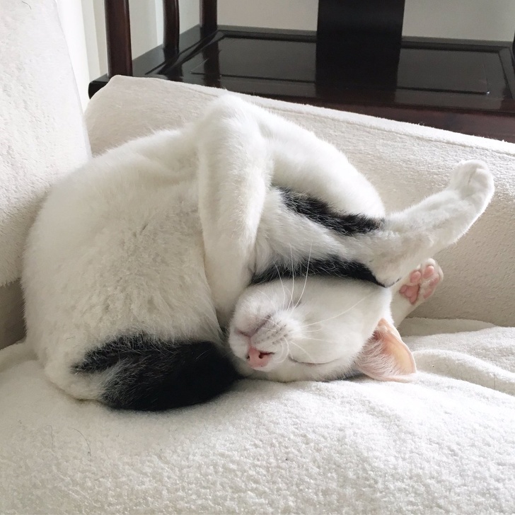 Illustration de l'article : Ces 20 photos de chats endormis sont le remède ultime contre la tristesse 