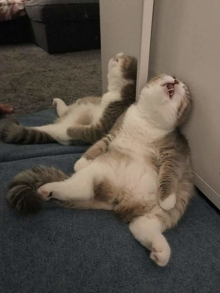 Illustration de l'article : Ces 20 photos de chats endormis sont le remède ultime contre la tristesse 