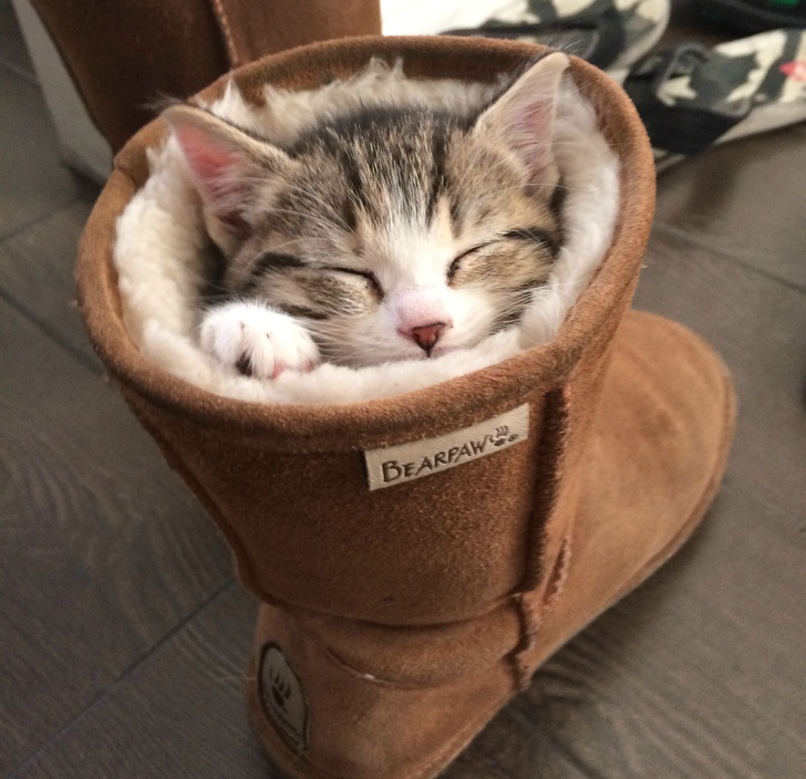 Illustration de l'article : Ces 20 photos de chats endormis sont le remède ultime contre la tristesse 