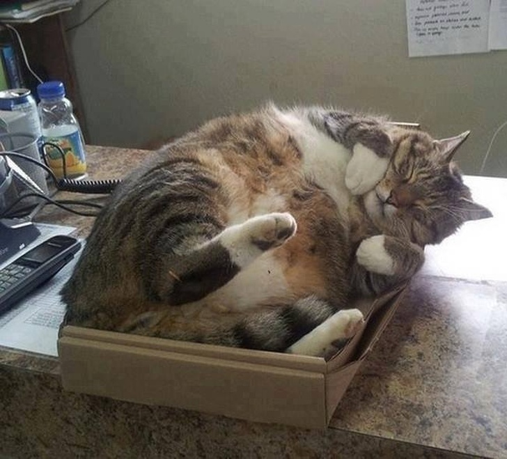 Illustration de l'article : Ces 20 photos de chats endormis sont le remède ultime contre la tristesse 