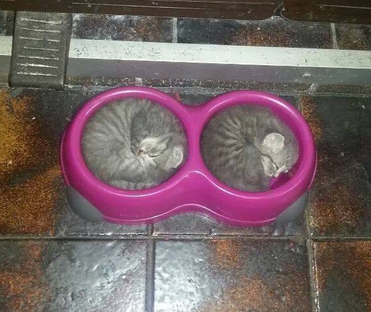 Illustration de l'article : Ces 20 photos de chats endormis sont le remède ultime contre la tristesse 