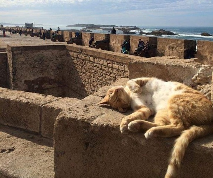 Illustration de l'article : Ces 20 photos de chats endormis sont le remède ultime contre la tristesse 