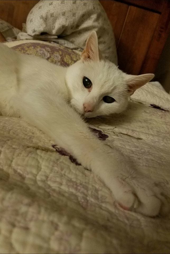 Illustration de l'article : Abandonné à 20 ans, ce chat sourd a connu une fin de vie heureuse grâce à la femme qui l'a adopté