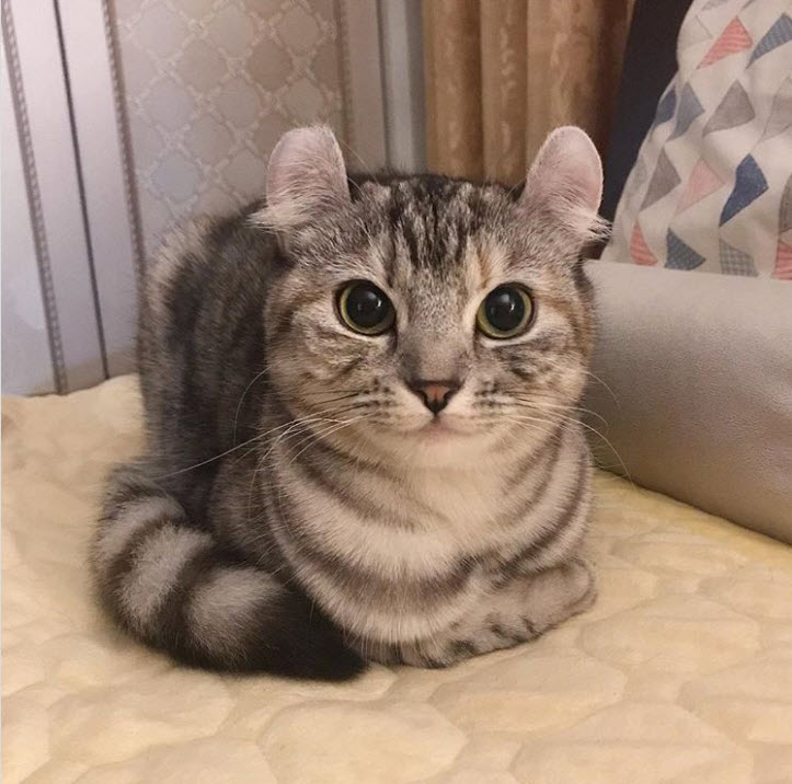 15 Races De Chats Que Vous N Aviez Peut Etre Jamais Connues Ou Rencontrees