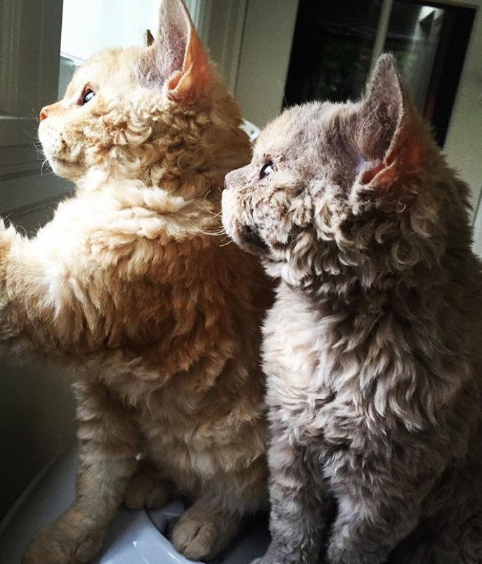 15 Races De Chats Que Vous N Aviez Peut Etre Jamais Connues Ou Rencontrees 15 Races De Chats Que Vous N Aviez Peut Etre Jamais Connues Ou Rencontrees