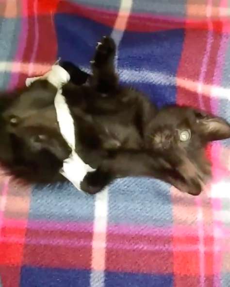 Malgre Sa Difformite Ce Chat Aux Allures D Araignee A Trouve La Famille Ideale