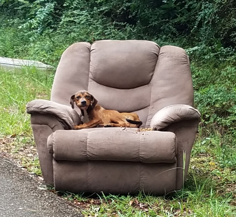 Illustration de l'article : Abandonné avec les meubles, ce chien attendait désespérément le retour de sa famille