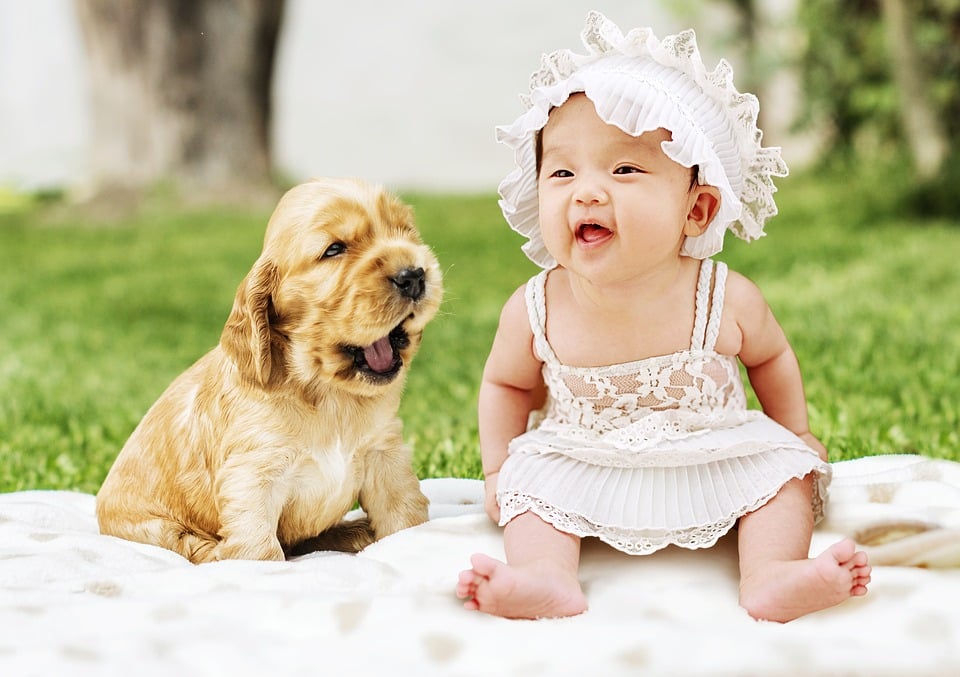 Illustration de l'article : Une étude explique pourquoi l'on peut être plus sensible à la souffrance d’un chien que celle d’un humain