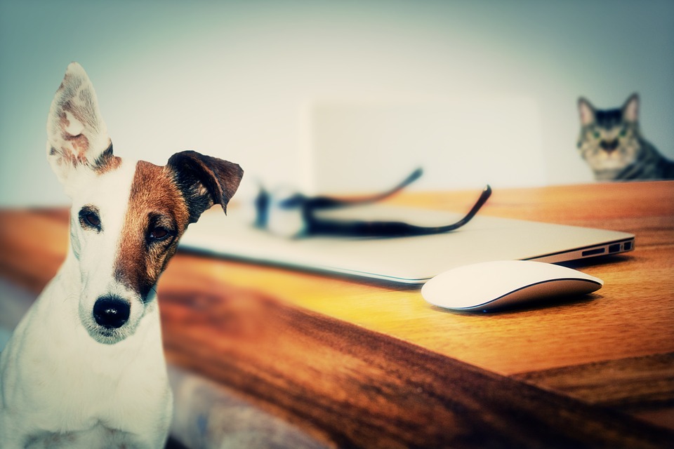 Illustration de l'article : Chat, chien, qui est le plus intelligent d’après la science ?
