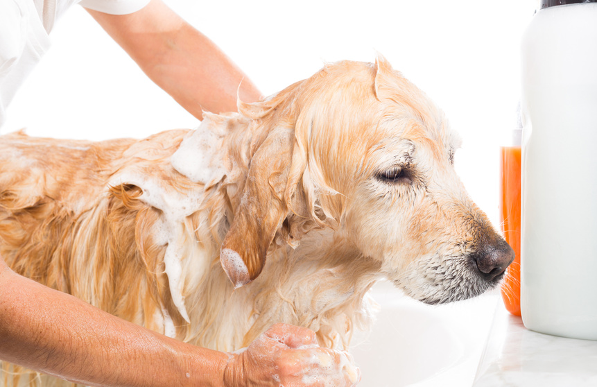 Illustration de l'article : 9 ingrédients que pourrait contenir le shampoing de votre chien et dont vous devriez vous méfier