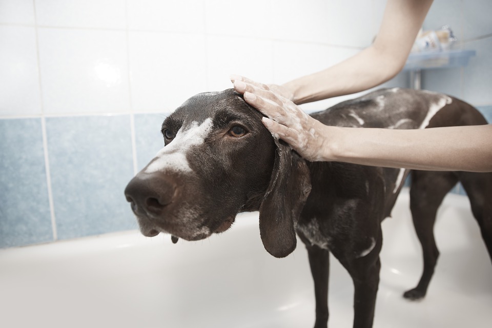 Illustration de l'article : 9 ingrédients que pourrait contenir le shampoing de votre chien et dont vous devriez vous méfier
