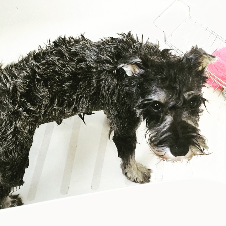 Illustration de l'article : 9 ingrédients que pourrait contenir le shampoing de votre chien et dont vous devriez vous méfier