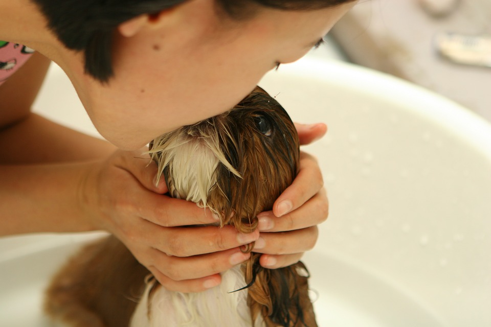 Illustration de l'article : 9 ingrédients que pourrait contenir le shampoing de votre chien et dont vous devriez vous méfier