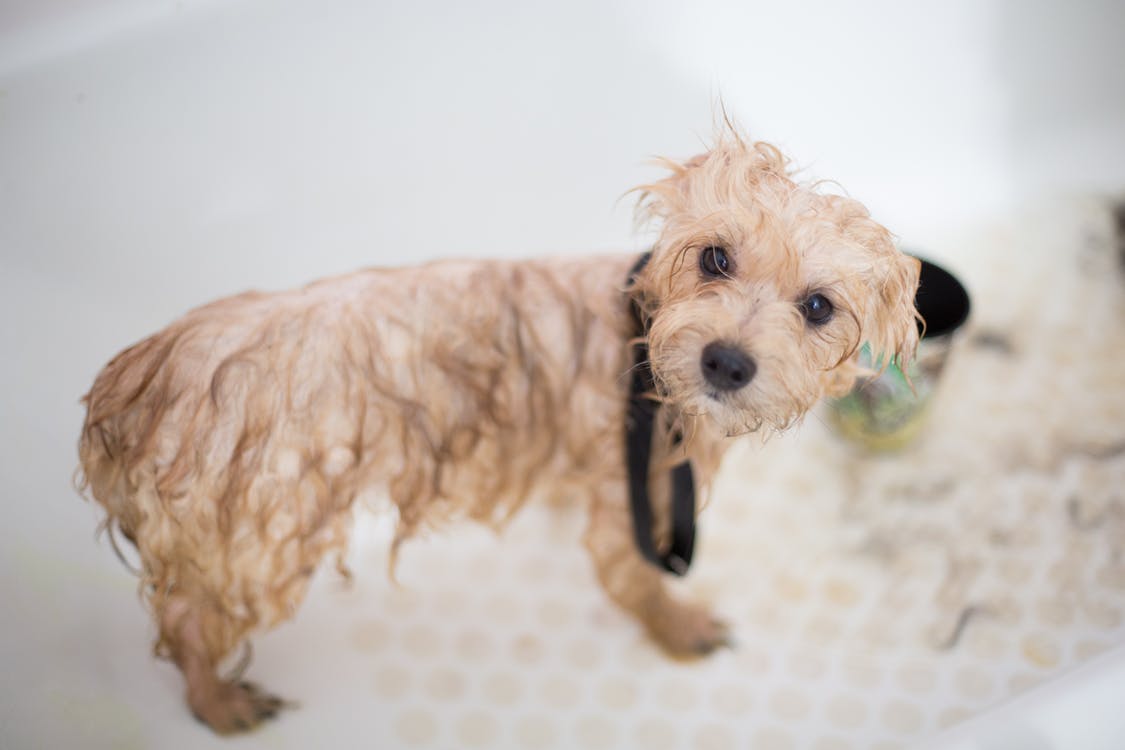 Illustration de l'article : 9 ingrédients que pourrait contenir le shampoing de votre chien et dont vous devriez vous méfier