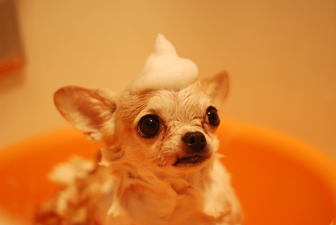 Illustration de l'article : 9 ingrédients que pourrait contenir le shampoing de votre chien et dont vous devriez vous méfier