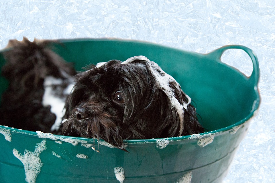 Illustration de l'article : 9 ingrédients que pourrait contenir le shampoing de votre chien et dont vous devriez vous méfier