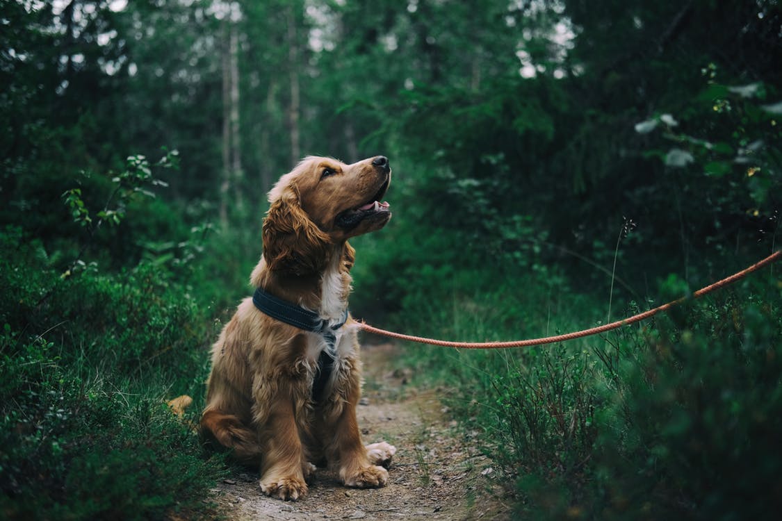 Illustration de l'article : 5 signes qui devraient vous pousser à changer de dogsitter  