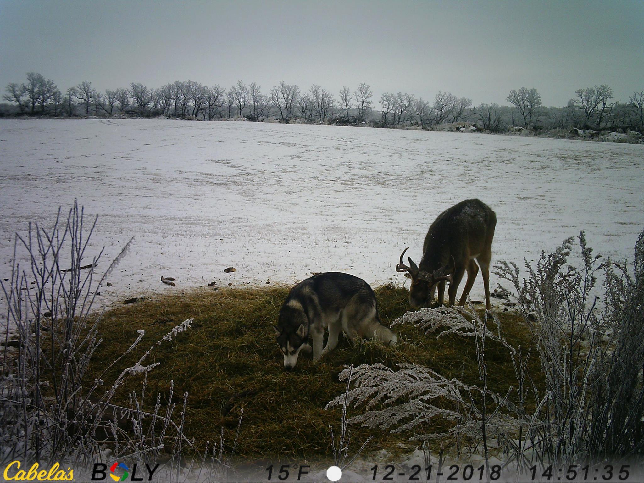 Illustration de l'article : Un chasseur découvre la raison surprenante qui pousse une chienne à fuguer ! 