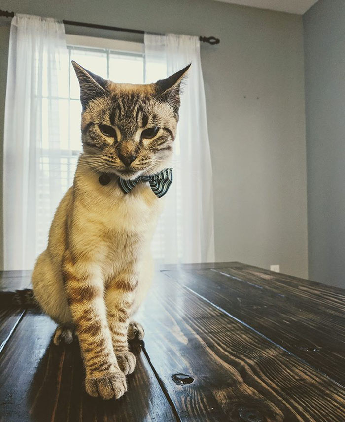 Illustration de l'article : Pour son chat, il n'hésite pas à créer un meuble de rêve malheureusement pour sa compagne 