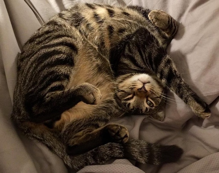 Illustration de l'article : S'ils le pouvaient, les chats supprimeraient d'Internet ces 15 photos d'eux