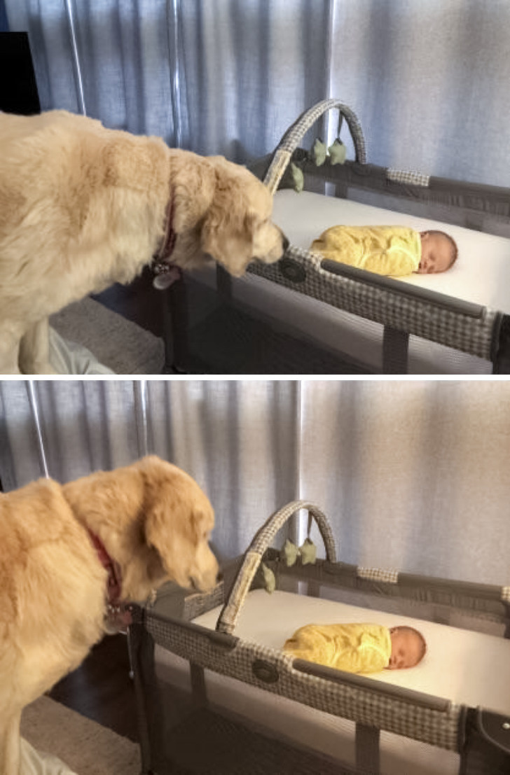 Illustration de l'article : Vous hésitez encore à adopter un chien ou un chat ? Ces 18 photos vous convaincront définitivement de le faire