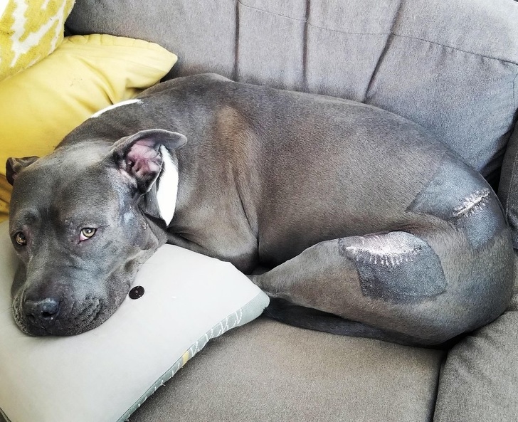 Illustration de l'article : Vous hésitez encore à adopter un chien ou un chat ? Ces 18 photos vous convaincront définitivement de le faire
