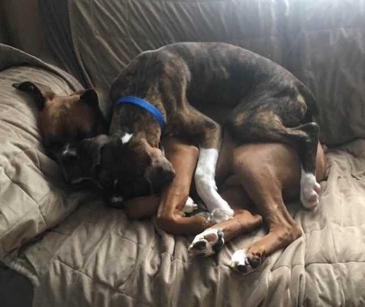 Illustration de l'article : Vous hésitez encore à adopter un chien ou un chat ? Ces 18 photos vous convaincront définitivement de le faire