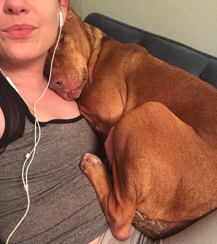 Illustration de l'article : Vous hésitez encore à adopter un chien ou un chat ? Ces 18 photos vous convaincront définitivement de le faire
