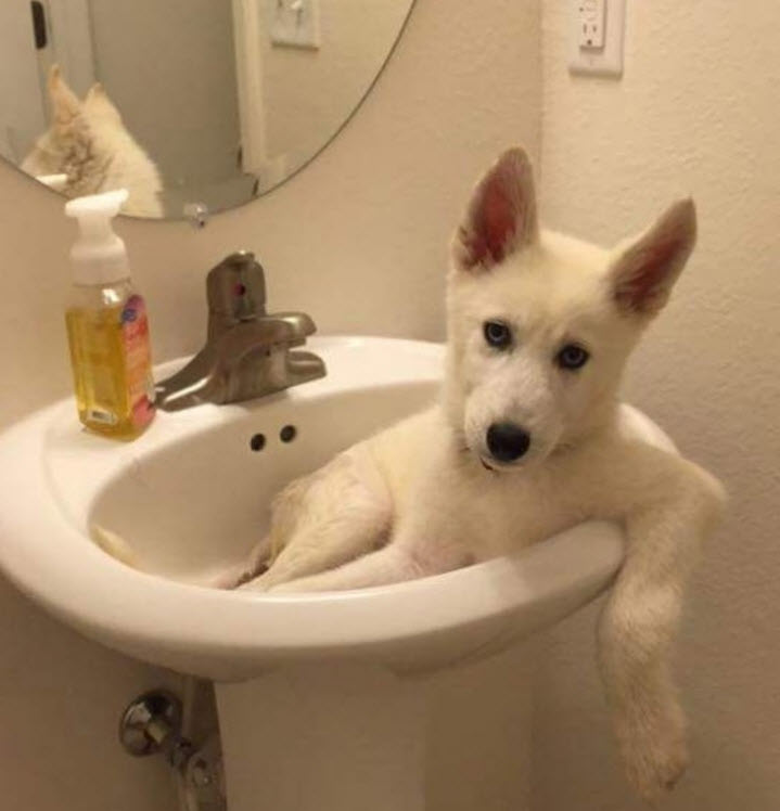 https://www.woopets.fr/assets/ckeditor/2019/mar/actualities/6217/originale/26-03-2019%2006-59-34.jpg