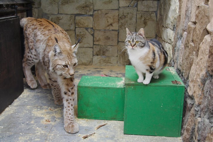 Illustration de l'article : Dans ce zoo, un chat et un lynx sont inséparables depuis plus de douze ans