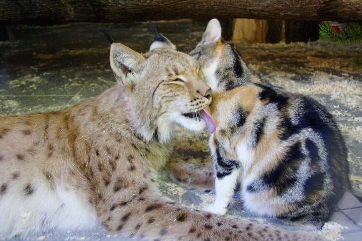 Illustration de l'article : Dans ce zoo, un chat et un lynx sont inséparables depuis plus de douze ans
