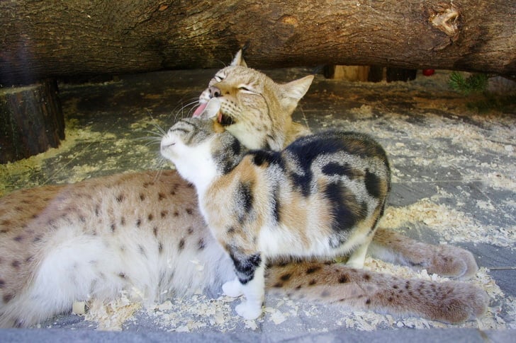 Illustration de l'article : Dans ce zoo, un chat et un lynx sont inséparables depuis plus de douze ans