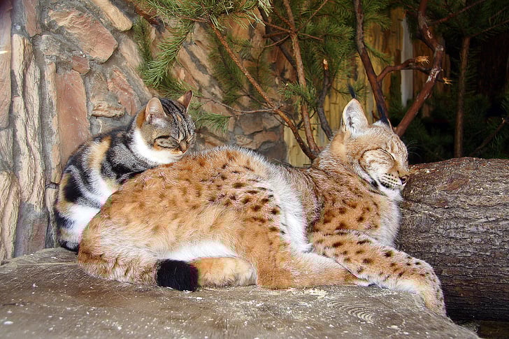 Illustration de l'article : Dans ce zoo, un chat et un lynx sont inséparables depuis plus de douze ans