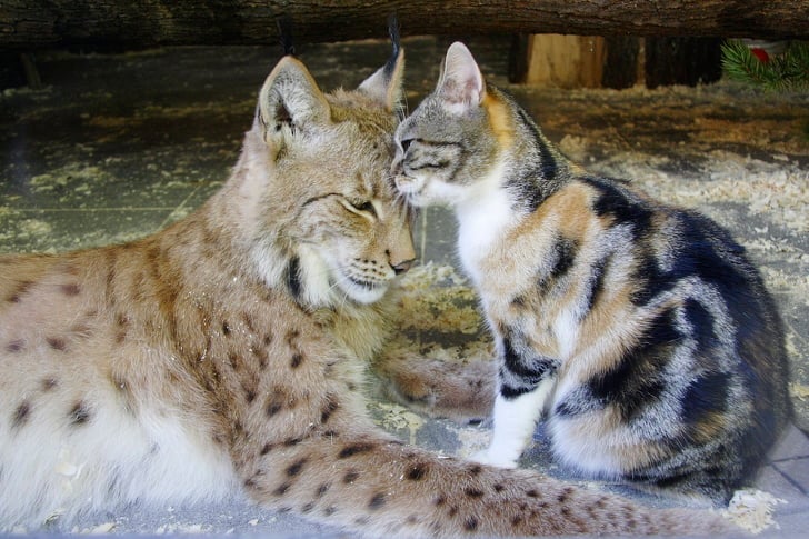 Illustration de l'article : Dans ce zoo, un chat et un lynx sont inséparables depuis plus de douze ans