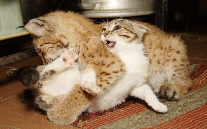 Illustration de l'article : Dans ce zoo, un chat et un lynx sont inséparables depuis plus de douze ans