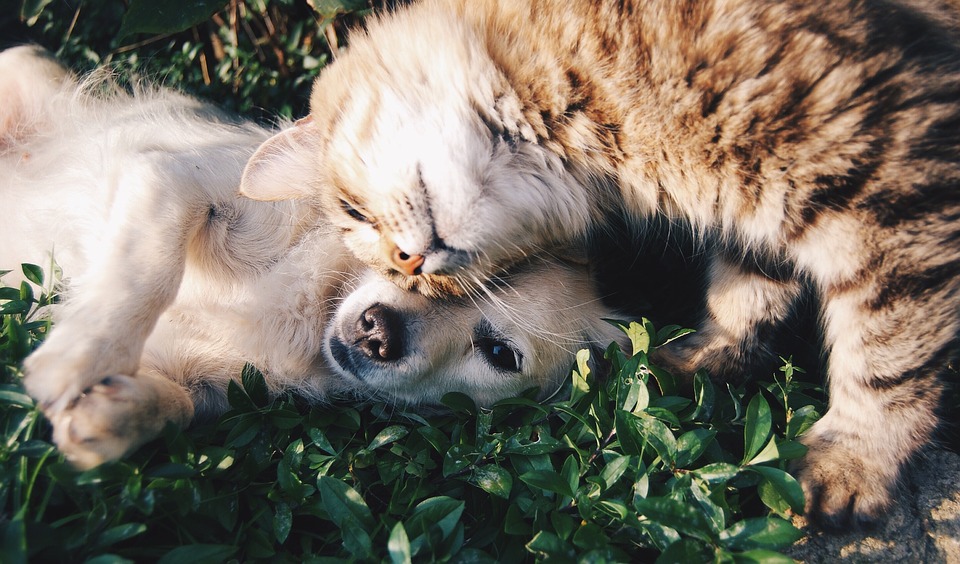 Illustration de l'article : 7 besoins fondamentaux que votre chien ne peut exprimer dont il faut vous inquiéter 