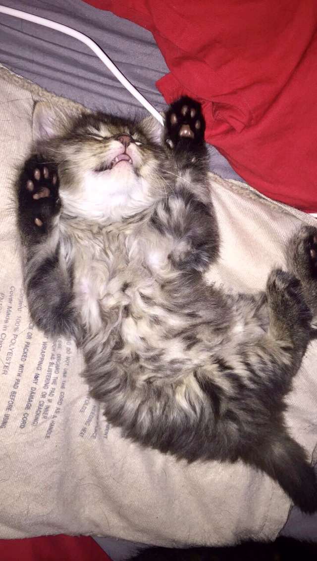 Chaque soir, ce chat s'échappe pour aller avec ses meilleurs amis, les ...