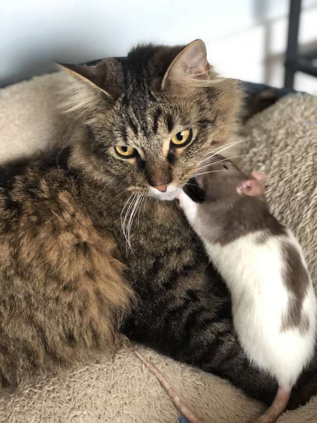 Chaque soir, ce chat s'échappe pour aller avec ses meilleurs amis, les ...