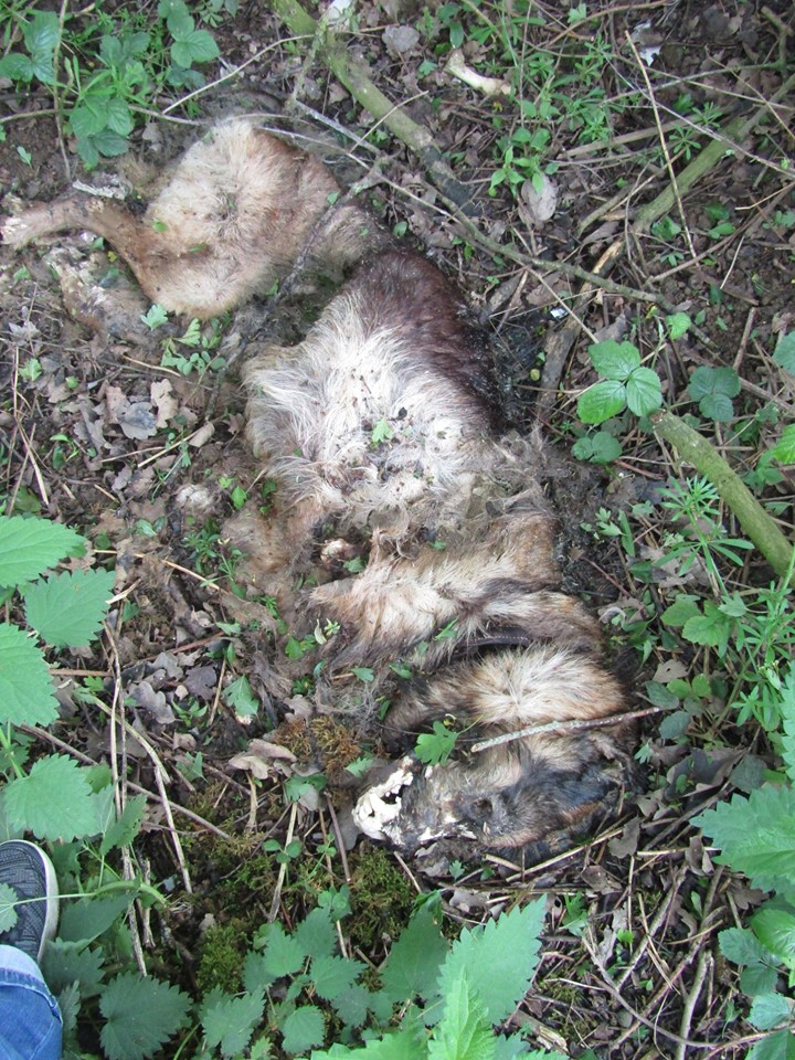 Illustration de l'article : Elle trouve le cadavre d’un chien près d’un champ et lance un appel à témoins