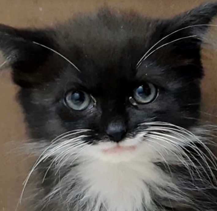 Malgre L Impossibilite De Fermer Ses Paupieres Cette Jeune Chatte Ne Perd Pas Son Sourire Malgre L Impossibilite De Fermer Ses Paupieres Cette Jeune Chatte Ne Perd Pas Son Sourire