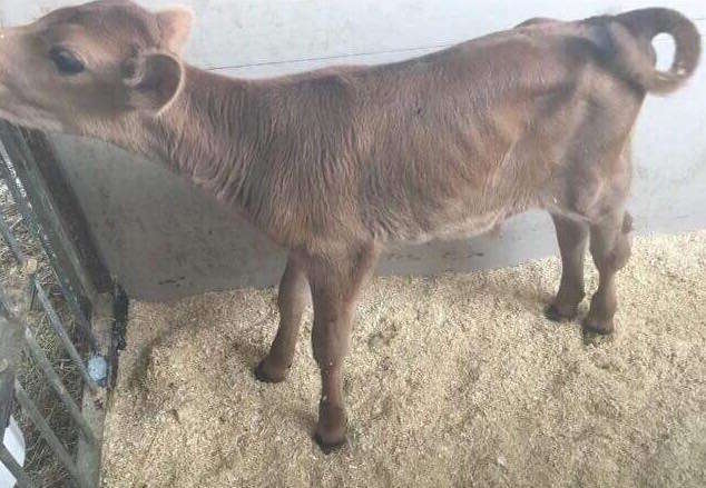 Illustration de l'article : Un Berger Australien se transforme en grand frère pour un veau orphelin
