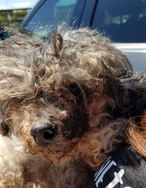 Illustration de l'article : Abandonnée pendant la fête des Mères, cette chienne malade retrouve l’espoir