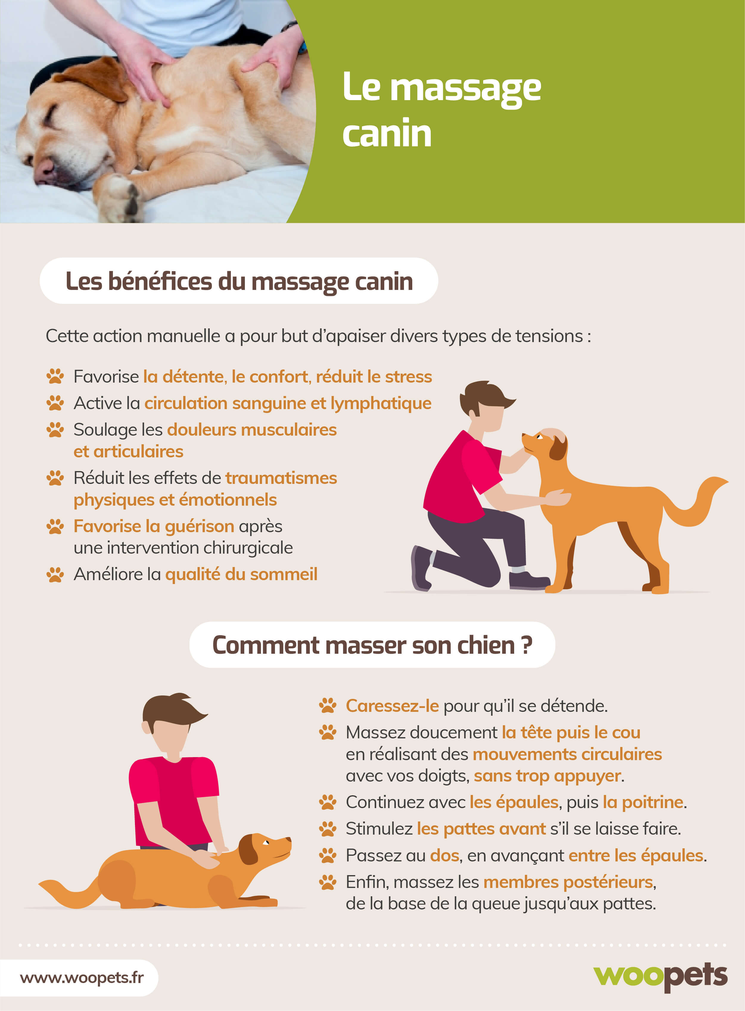 Illustration de l'article : Le massage canin