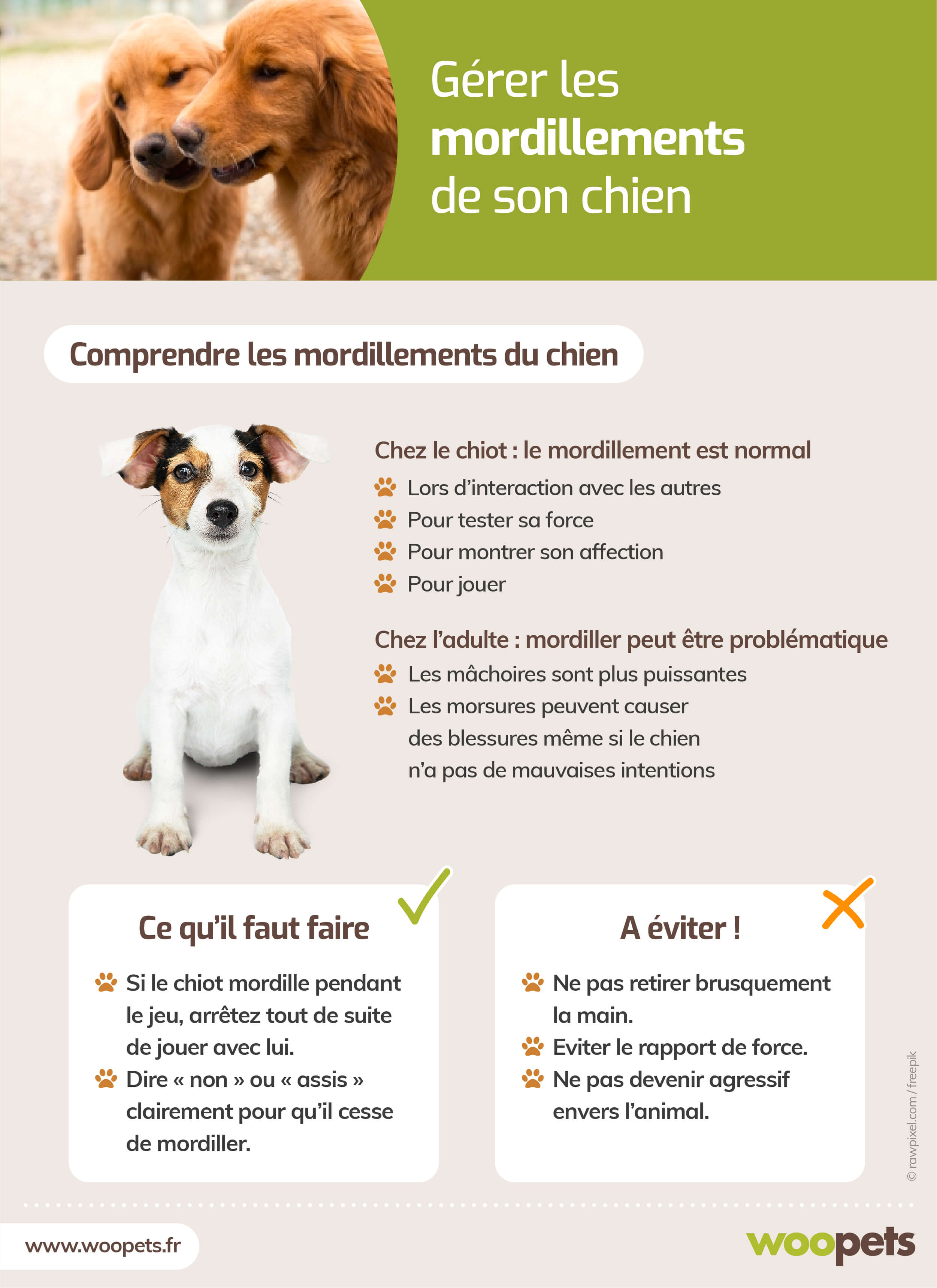 Comment faire pour que mon chien arrêter de tirer en laisse